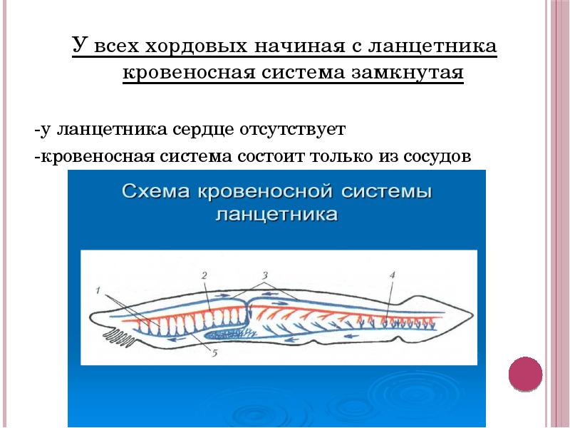 Нефридии ланцетника рисунок