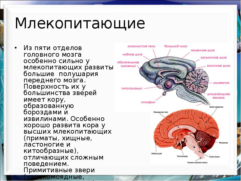 Мозг млекопитающих фото