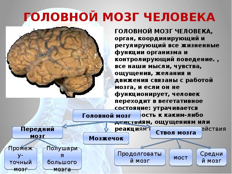 Мозг стоит