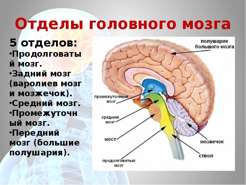 Передний мозг слабо развит. Продолговатый задний средний промежуточный мозг. Передний мозг промежуточный мозг и большие полушария. Отделы головного мозга передний мозг. Продолговатый мозг и варолиев мост.