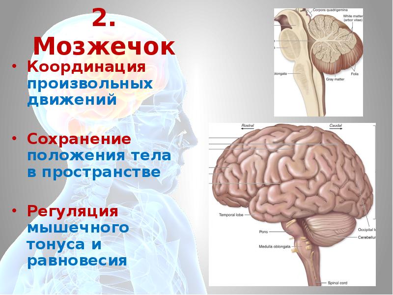 Произвольные движения мощг. Мышечный тонус и координацию движений глаз обеспечивает.