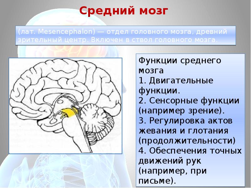 Функции среднего мозга 8 класс биология. Функции функции среднего мозга. Средний мозг. Средний мозг мозг. Физиология среднего мозга.