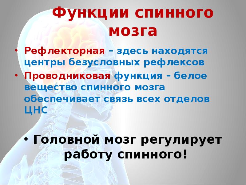 Функции спинномозгового мозга. Рефлекторная функция головного мозга. Функции отделов спинного мозга. Рефлекторная и проводниковая функции спинного мозга. Рефлекторная функция спинного мозга.