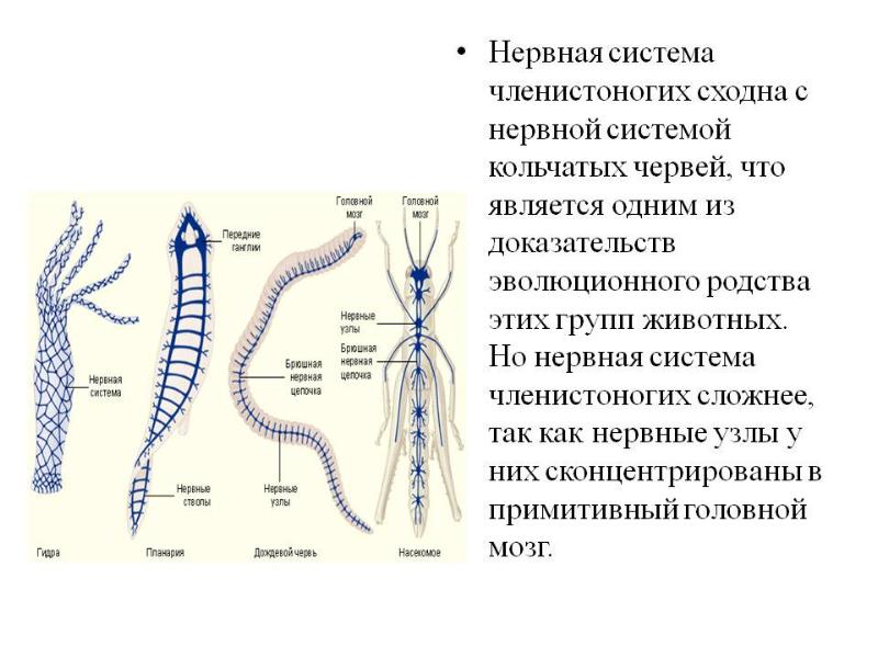 Нервная система человека огэ презентация