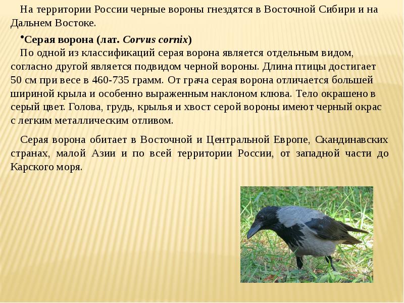 На какой территории обитает ворон обыкновенный. Серая ворона описание. Вороны обитающие в России. Серая ворона сообщение. Классификация серой вороны.