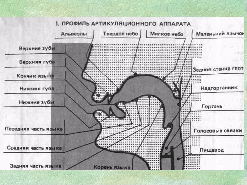 Сенсорная и моторная дислалия