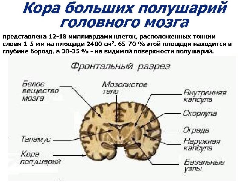 Кора больших полушарий картинка