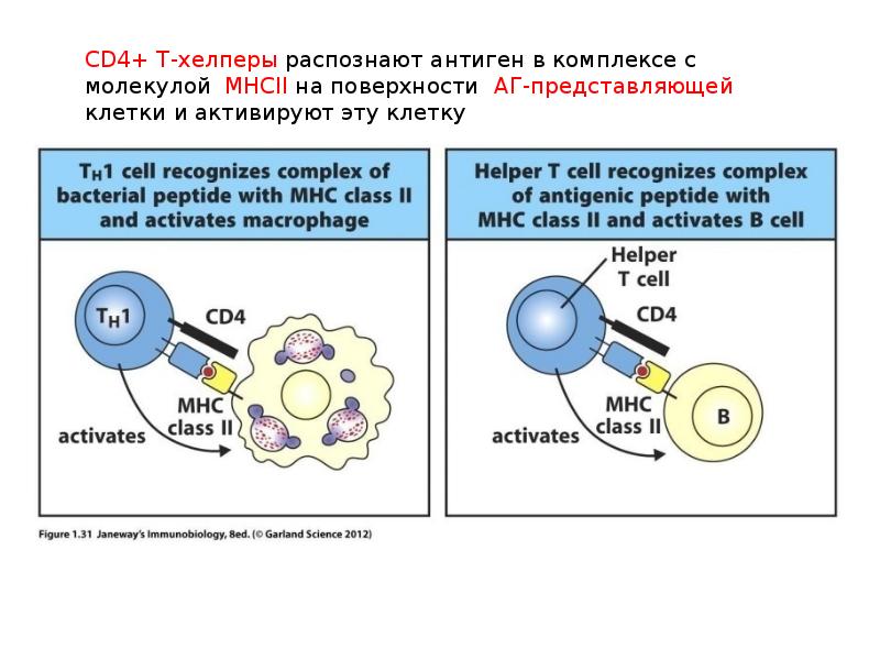 Распознавание антигена. Cd4 т-хелперы. Cd3+ cd4+ клетки t-хелперы. Cd4+ т-лимфоциты-хелперы. CD 4 Т лимфоциты распознают антигены.