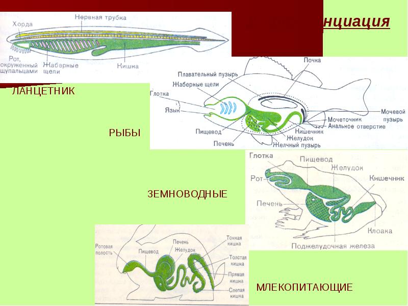 Особенности пищеварительной системы хордовых