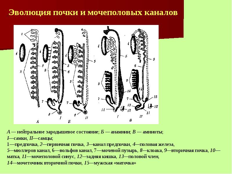 Филогенез выделительной системы презентация