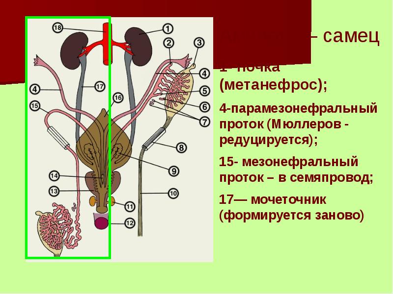 2 органы выделительной системы находятся