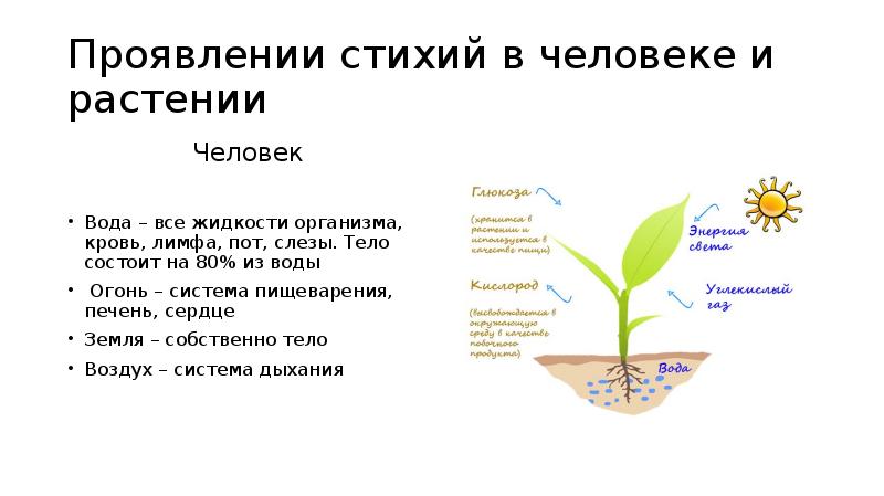 Проявлении стихий в человеке и растении
Человек
Вода – все жидкости Проявлении стихий в человеке и растении
Человек
Вода – все жидкости
