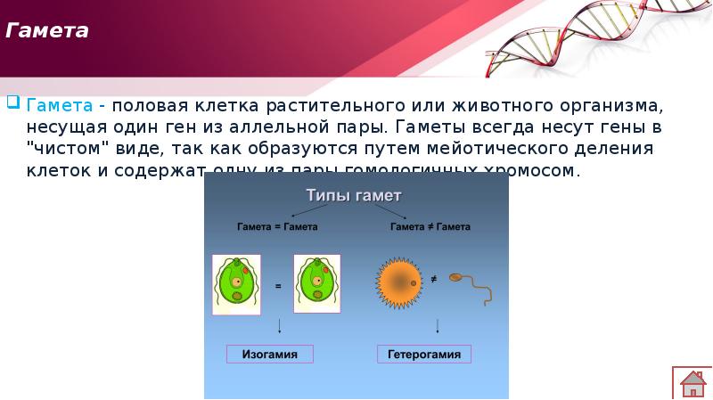 Гаметы содержат. Гамета это половая клетка. Гаметы это. Гаметы это клетки.