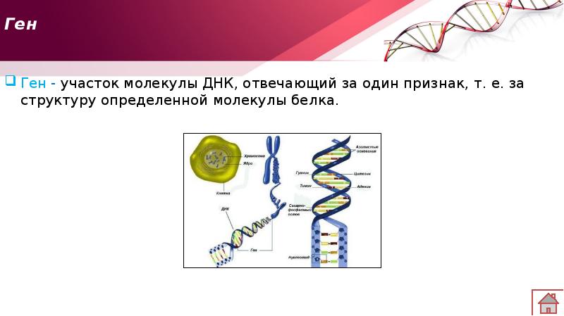 Участок молекулы днк