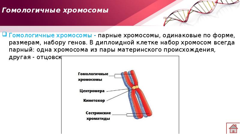 Одинаковые хромосомы