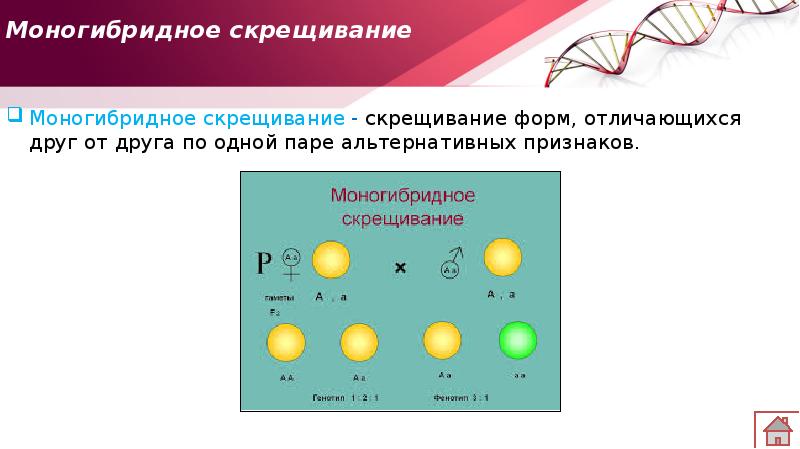 Моногибридное скрещивание это схема