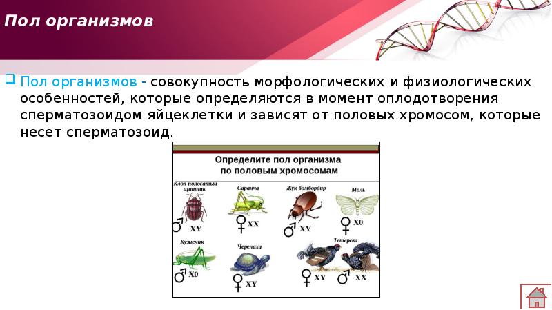 совокупность морфологических и физиологических особенностей