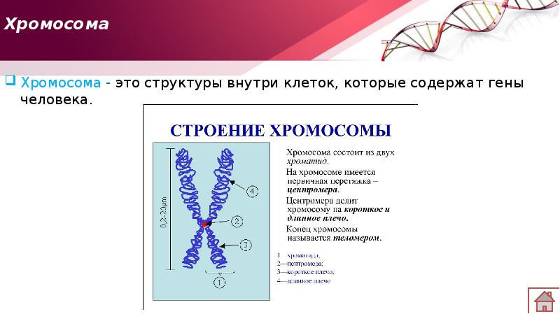Молекулы днк находится в хромосомах. Строение хромосомы Локус. Строение хромосомы генетика. Локусы хромосом. Гены хромосомы геном.
