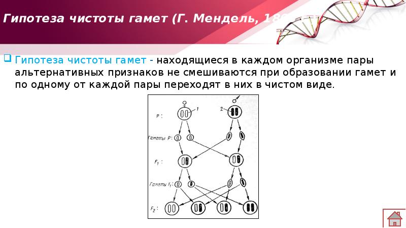 Типы образуемых гамет