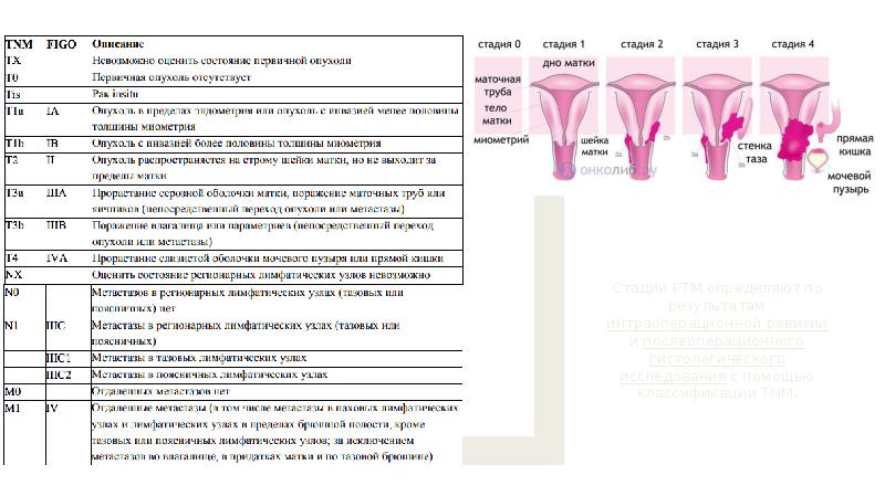 Сколько труб у женщины. Нормальный размер трубы матки. Морфологическая классификация опухолей маточной трубы. Толщина маточной трубы в норме.