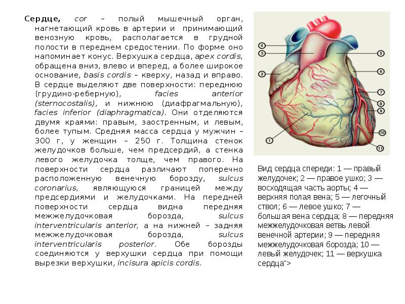 Сердце является полым мышечным органом разделенным на. Сердце является полым мышечным органом разделенным на
