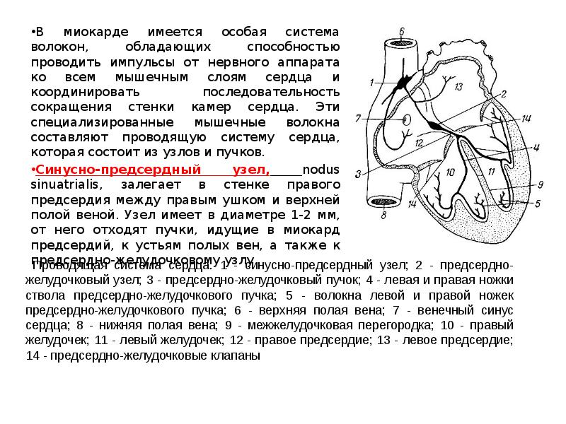 Наибольшую толщину имеет стенка камеры сердца