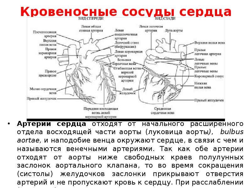 Какие сосуды в сердце