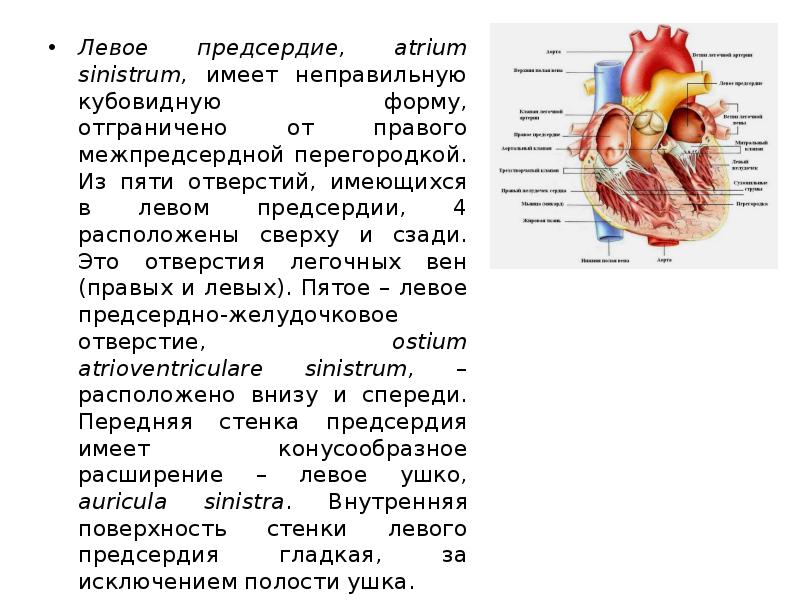 Стенки левого и правого желудочка. Характеристика и расположение левого предсердия. Левое и правое предсердие увеличены. Отверстия левого предсердия.