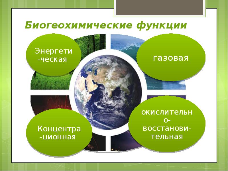 Живое вещество и биогеохимические круговороты в биосфере презентация 11 класс