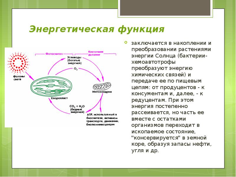 Презентация биосфера круговорот веществ в биосфере