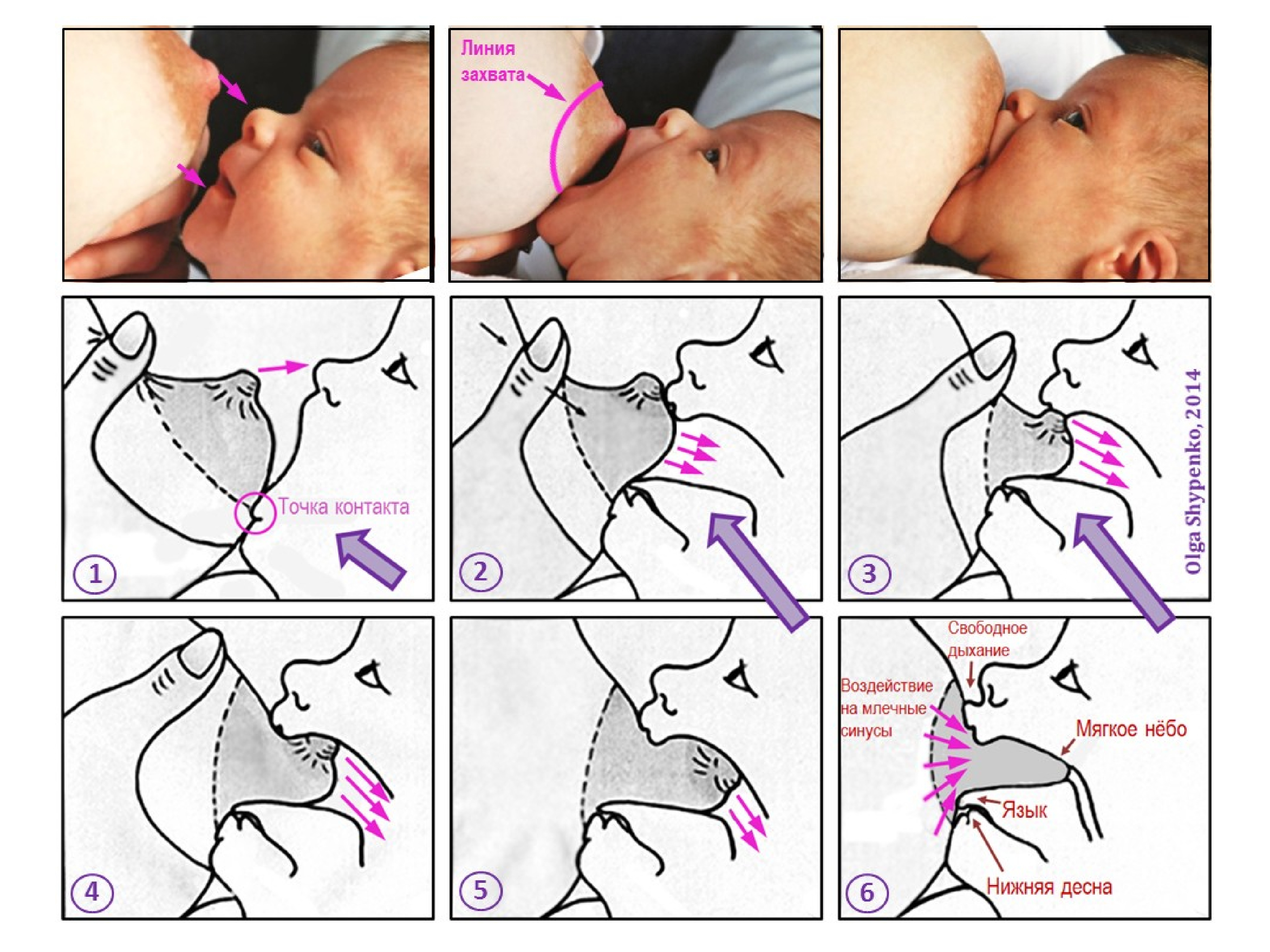 Правильное прикладывание при грудном вскармливании новорожденного