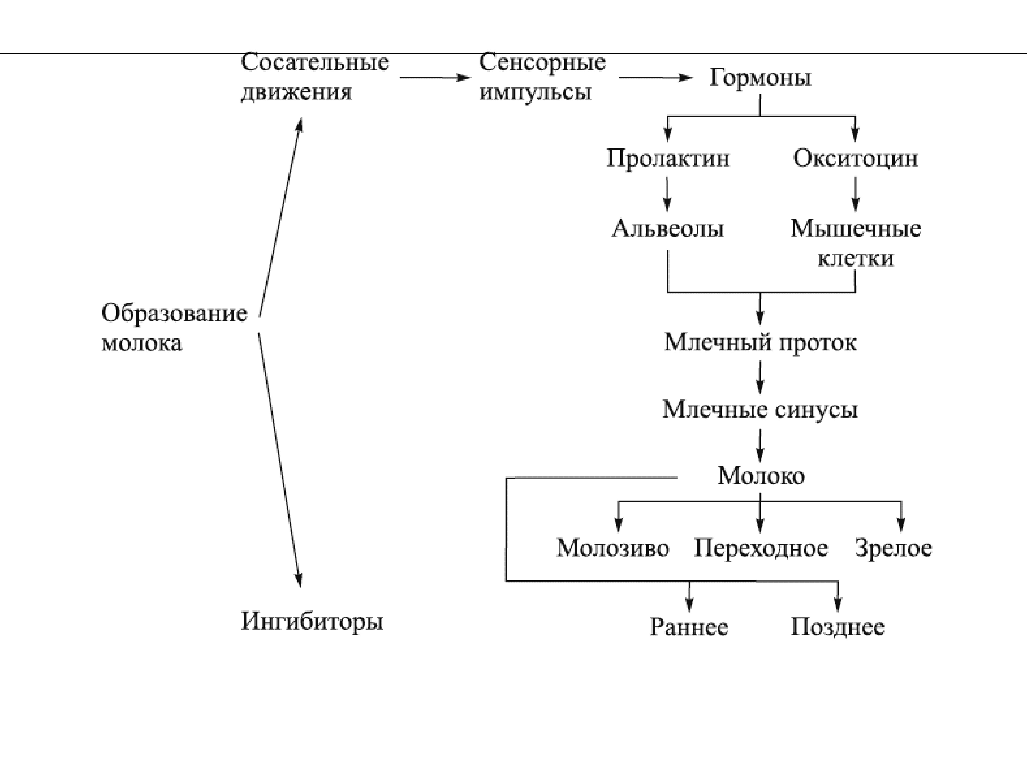 Схема регуляции лактации