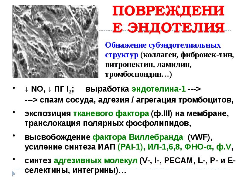 Система гемостаза презентация