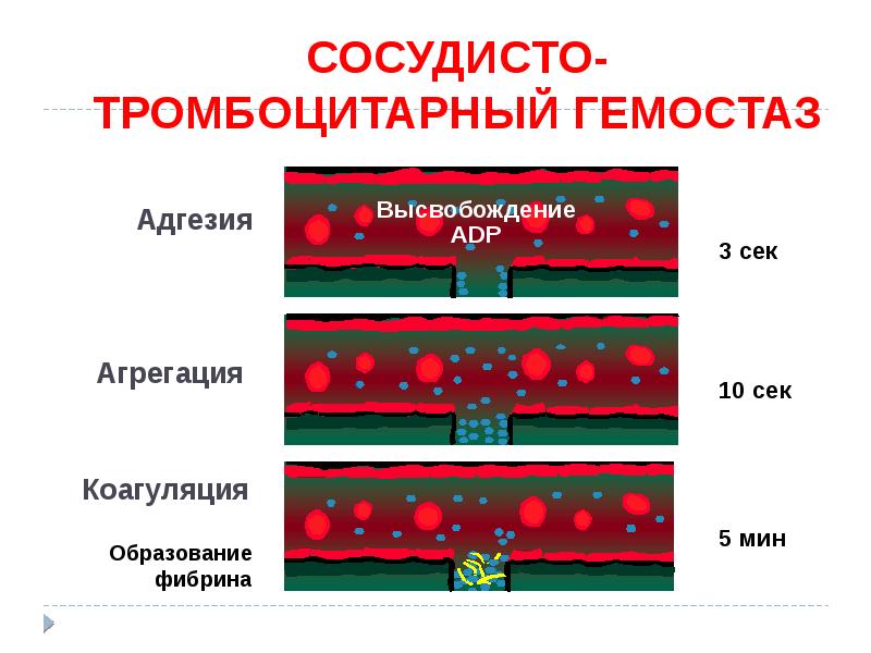 Система гемостаза картинки