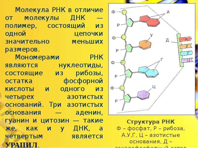 Каково значение структуры ядра в жизнедеятельности клетки