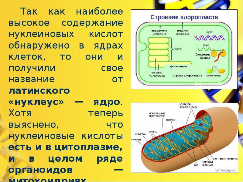 Каково значение структуры ядра в жизнедеятельности клетки. Митохондрия. Строение митохондрии клетки. Определите нуклеиновые кислоты и их роль в жизнедеятельности клетки.. Нуклеиновые кислоты и их роль в жизнедеятельности клетки 5.