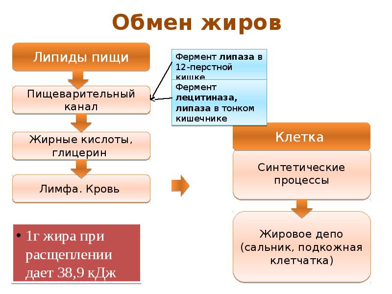 Обмен веществ человека