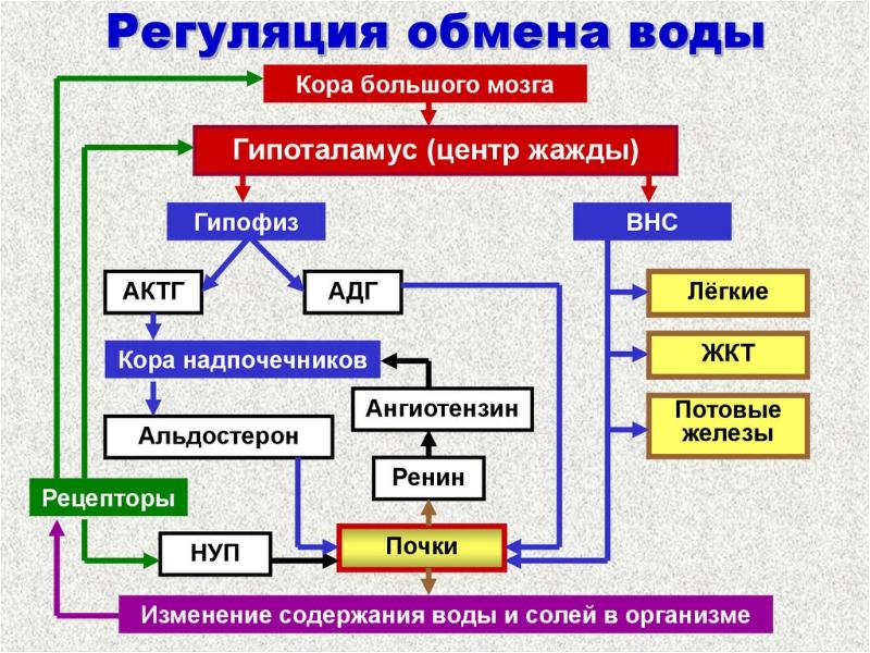 Схема минерализации органических веществ в воде