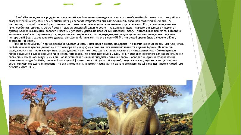 Для какой природной зоны характерно дерево баобаб. Доклад про дерево баобаб. Доклад про баобаб 5 класс биология.