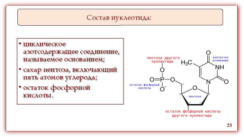 Назовите вещества входящие в состав нуклеотидов днк и обозначенные на рисунке цифрами 1 3