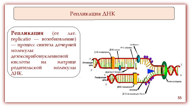 Схема репликации днк