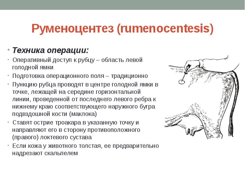 Изучаем тему: с какой стороны голодная ямка у коровы