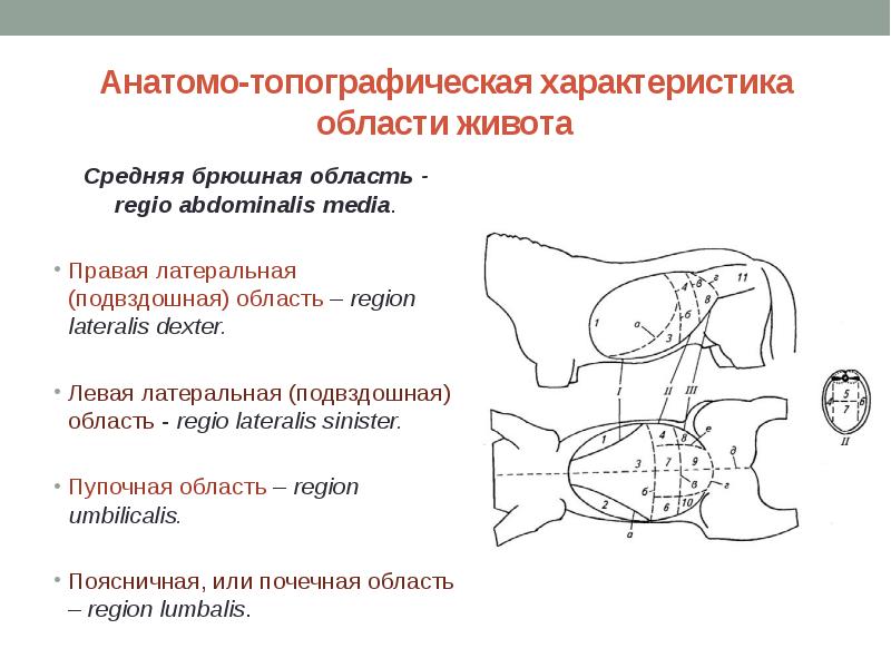 Топографическая анатомия живота презентация