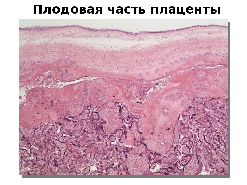 Плацента человека рисунок гистология