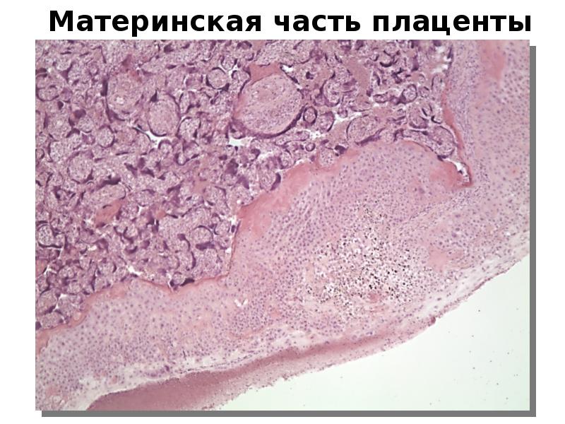 Гистология плацента презентация