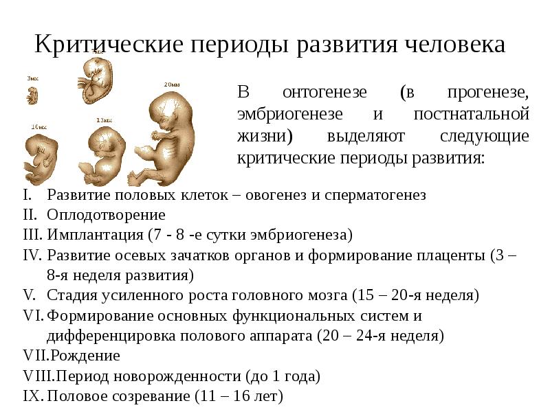 Критические периоды постнатального онтогенеза