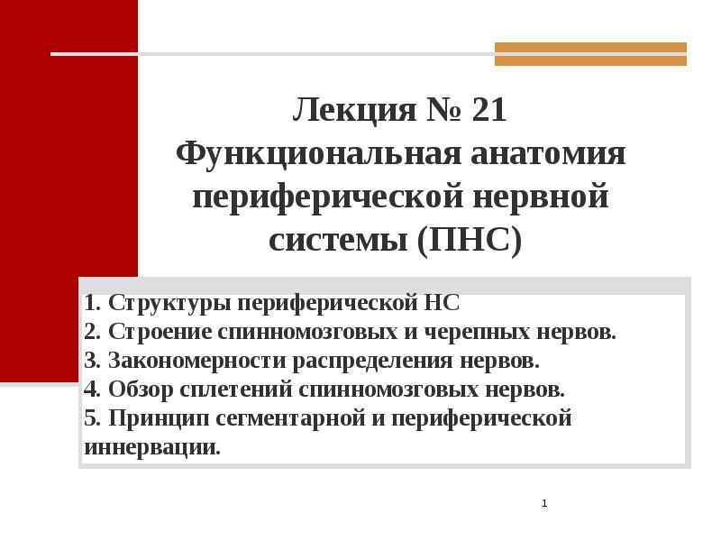 Функциональная анатомия периферической нервной системы презентация