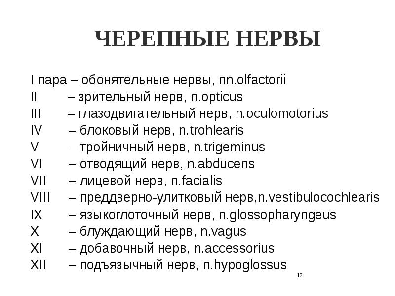 Анатомия 12 пар черепно-мозговых нервов