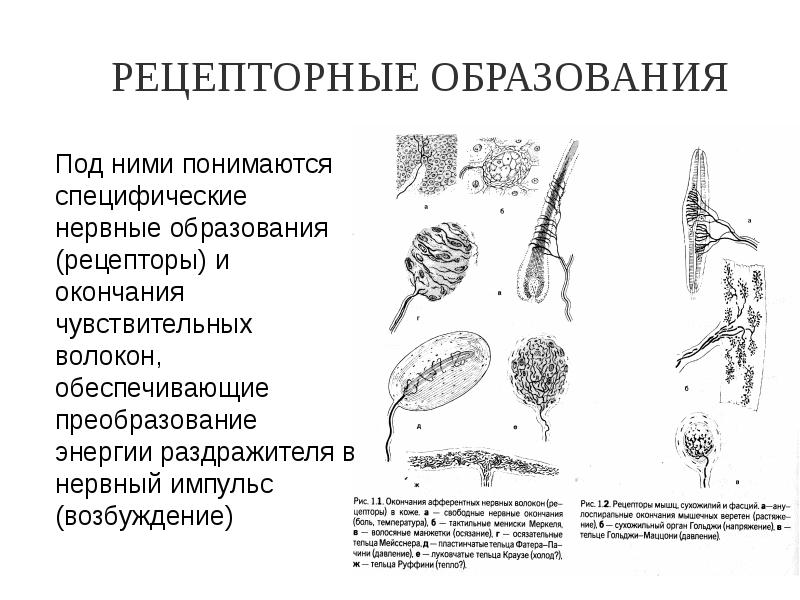 Функциональная анатомия периферической нервной системы презентация