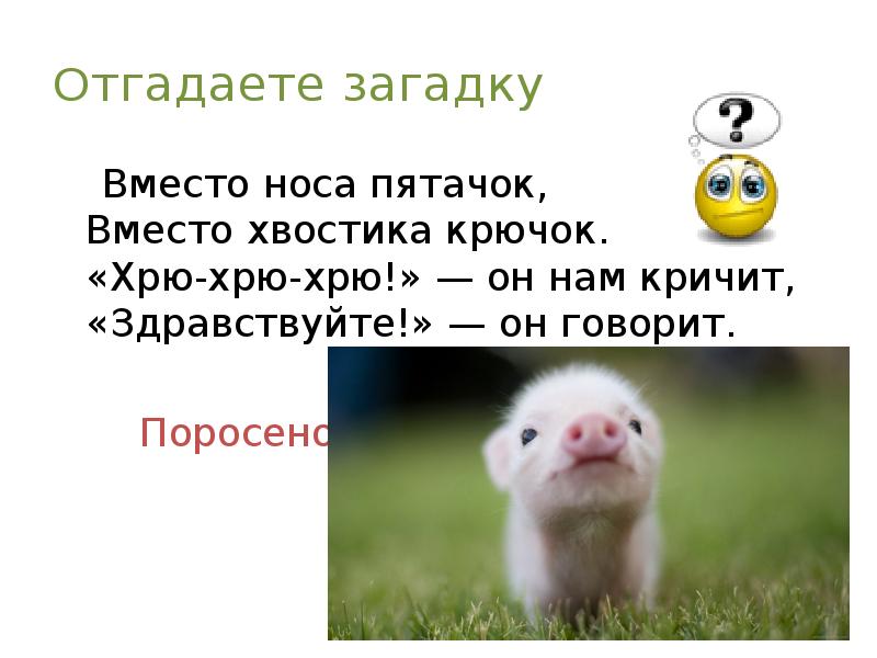 Ответ поросенок. Вместо хвостика крючок вместо носа Пятачок. Отгадай загадку вместо хвостика крючок, вместо носа Пятачок. Загадки о свинье нос пяточком. Загадка про свинью вместо хвостика крючок.